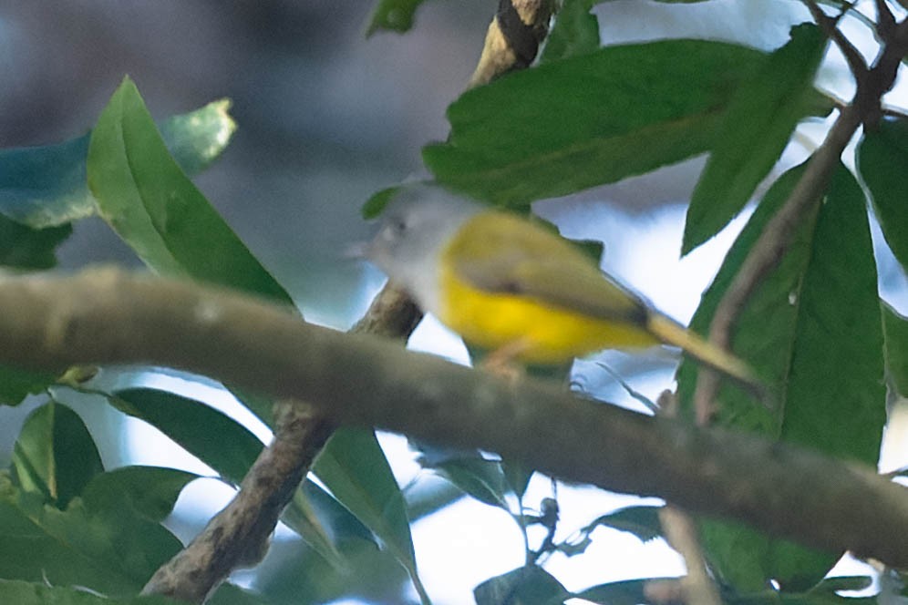 Gray-headed Canary-Flycatcher - ML619912341