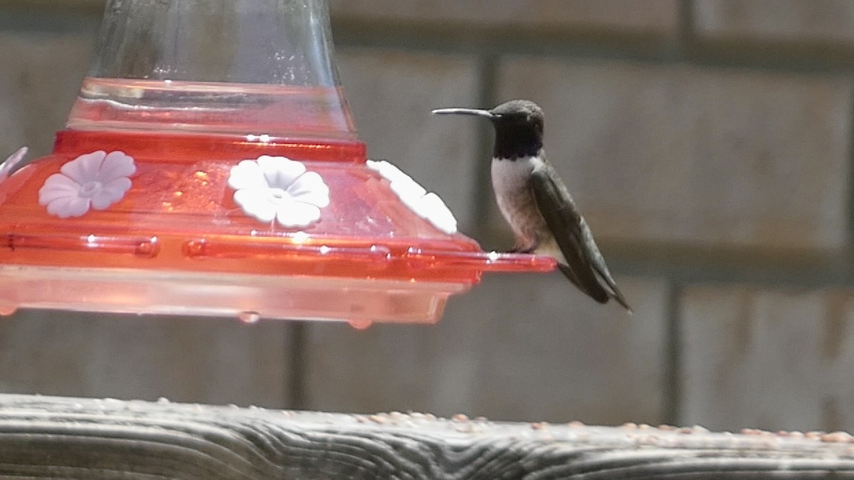 Black-chinned Hummingbird - ML619912342