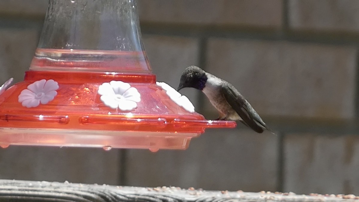 Black-chinned Hummingbird - ML619912343