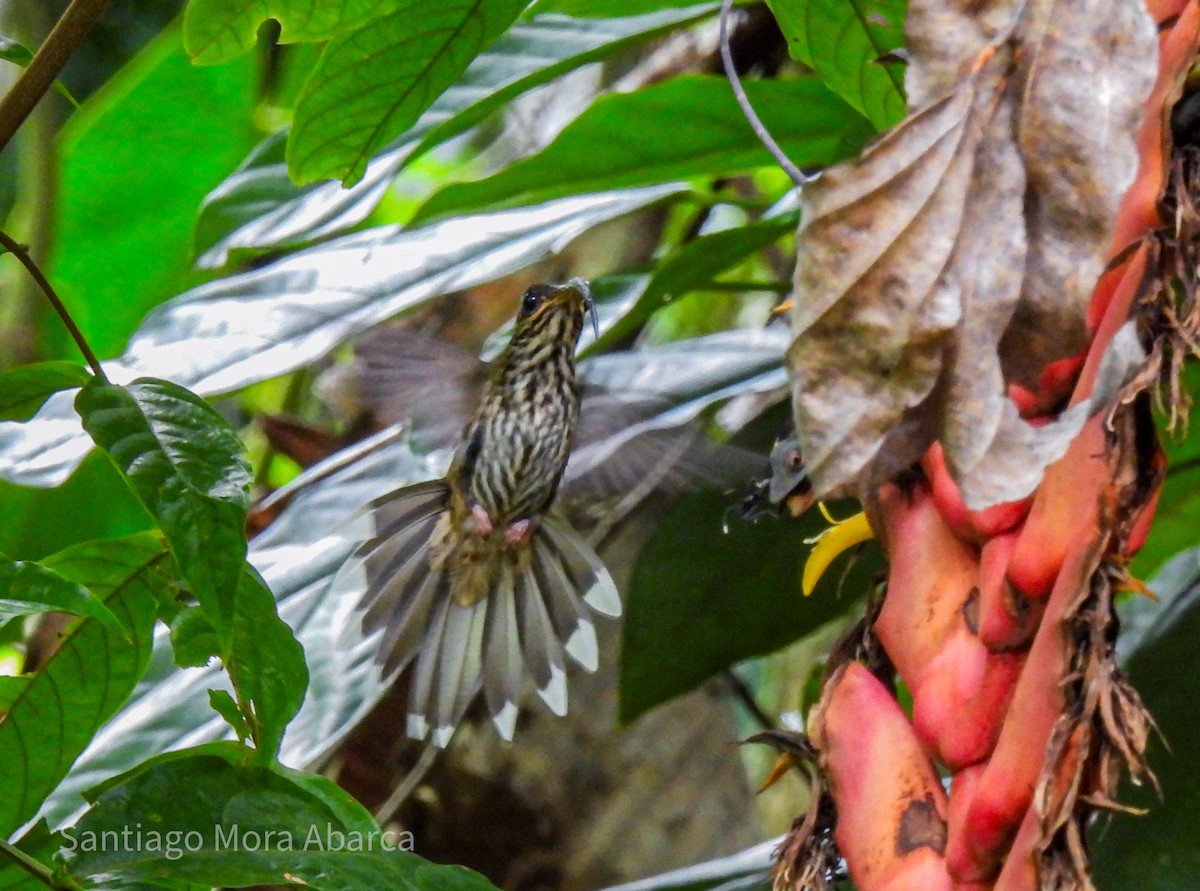 White-tipped Sicklebill - ML619912345