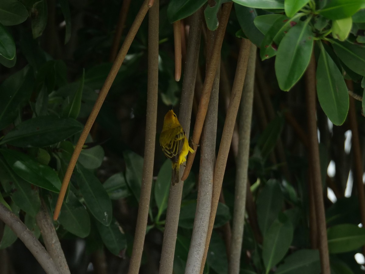 Yellow Warbler - ML619912362