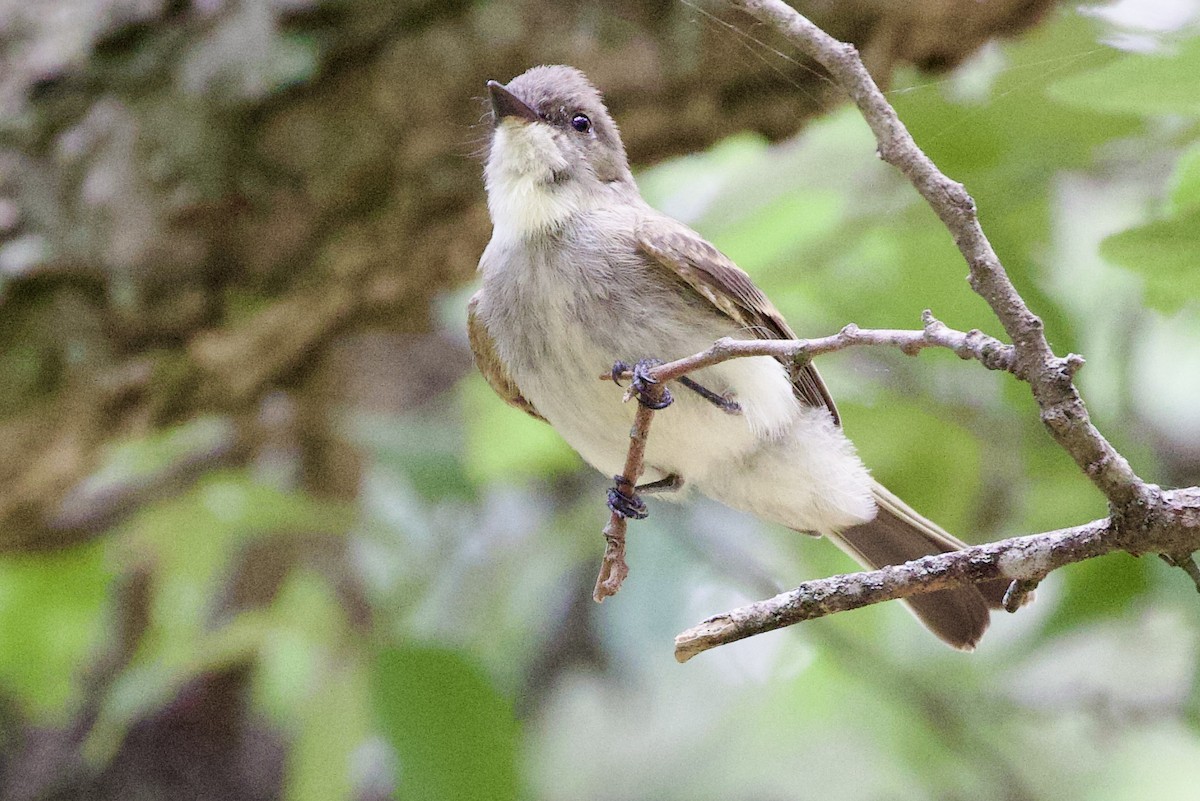 Eastern Phoebe - ML619912368