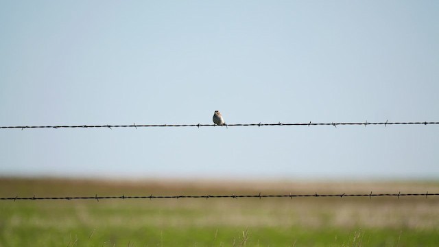 Clay-colored Sparrow - ML619912372