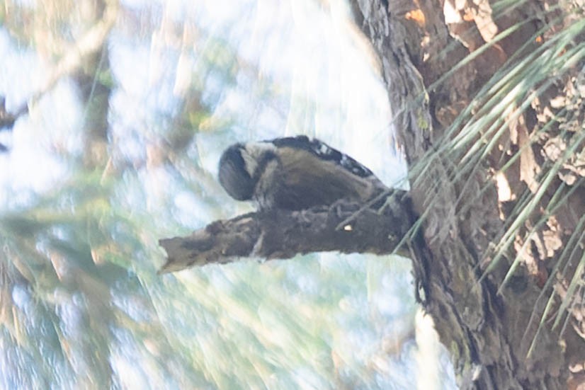 Gray-capped Pygmy Woodpecker - ML619912388