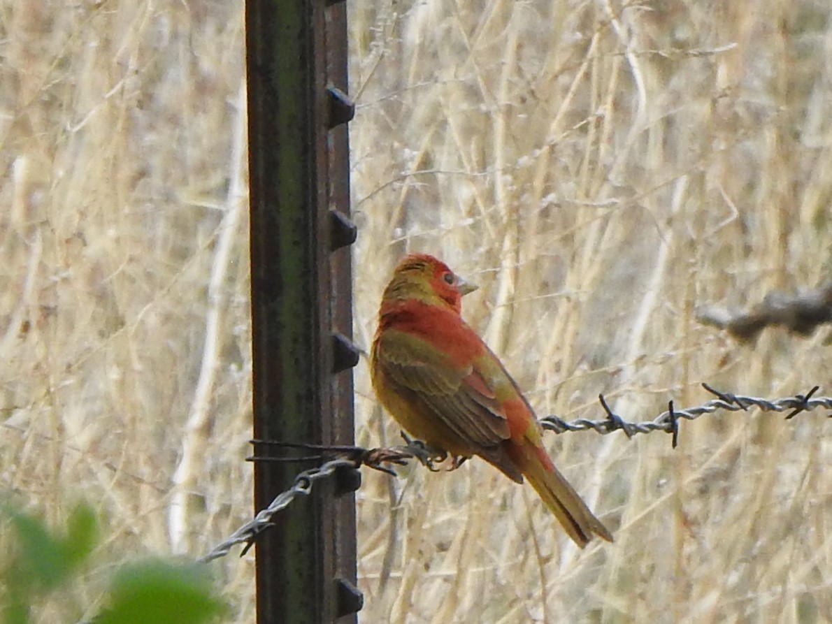 Summer Tanager - ML619912410