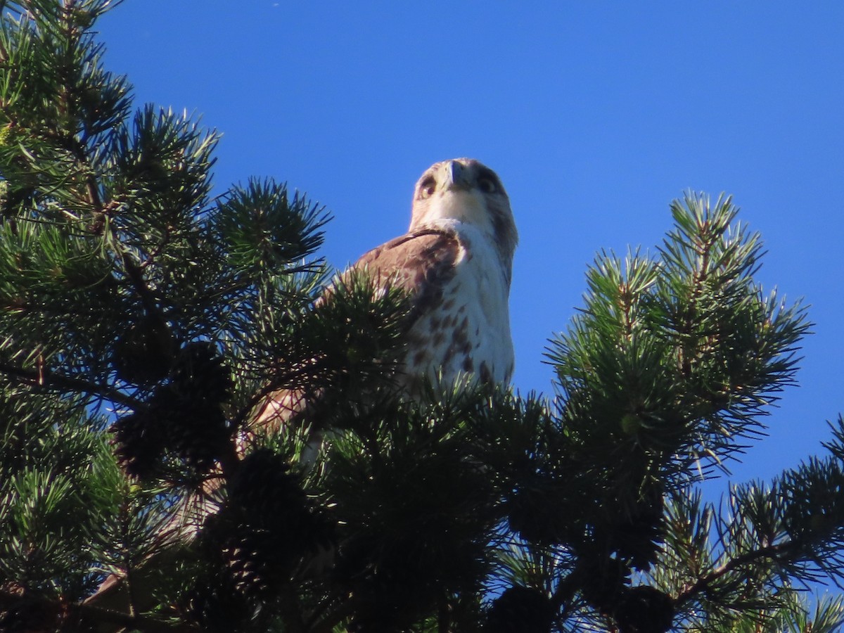 Red-tailed Hawk - ML619912421