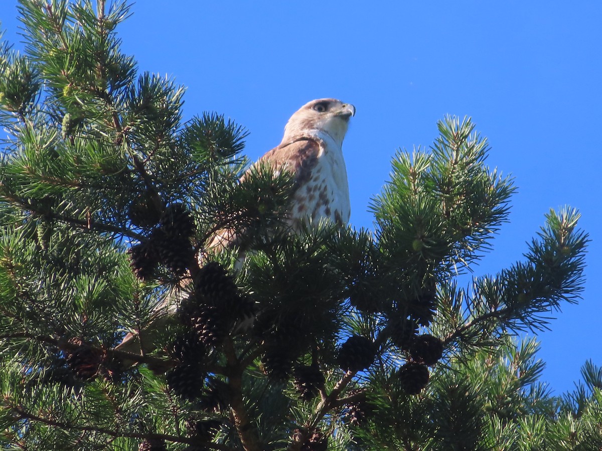 Red-tailed Hawk - ML619912425