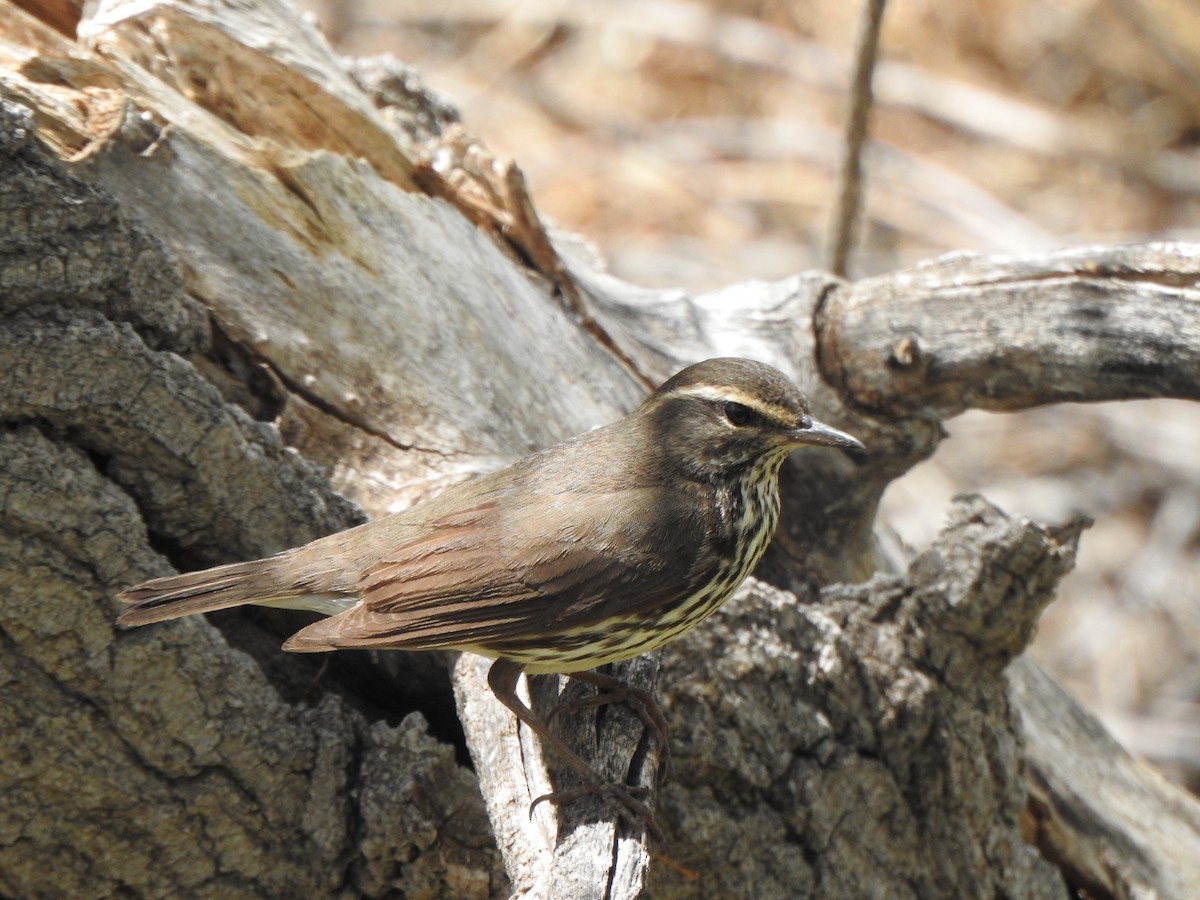 Northern Waterthrush - ML619912436