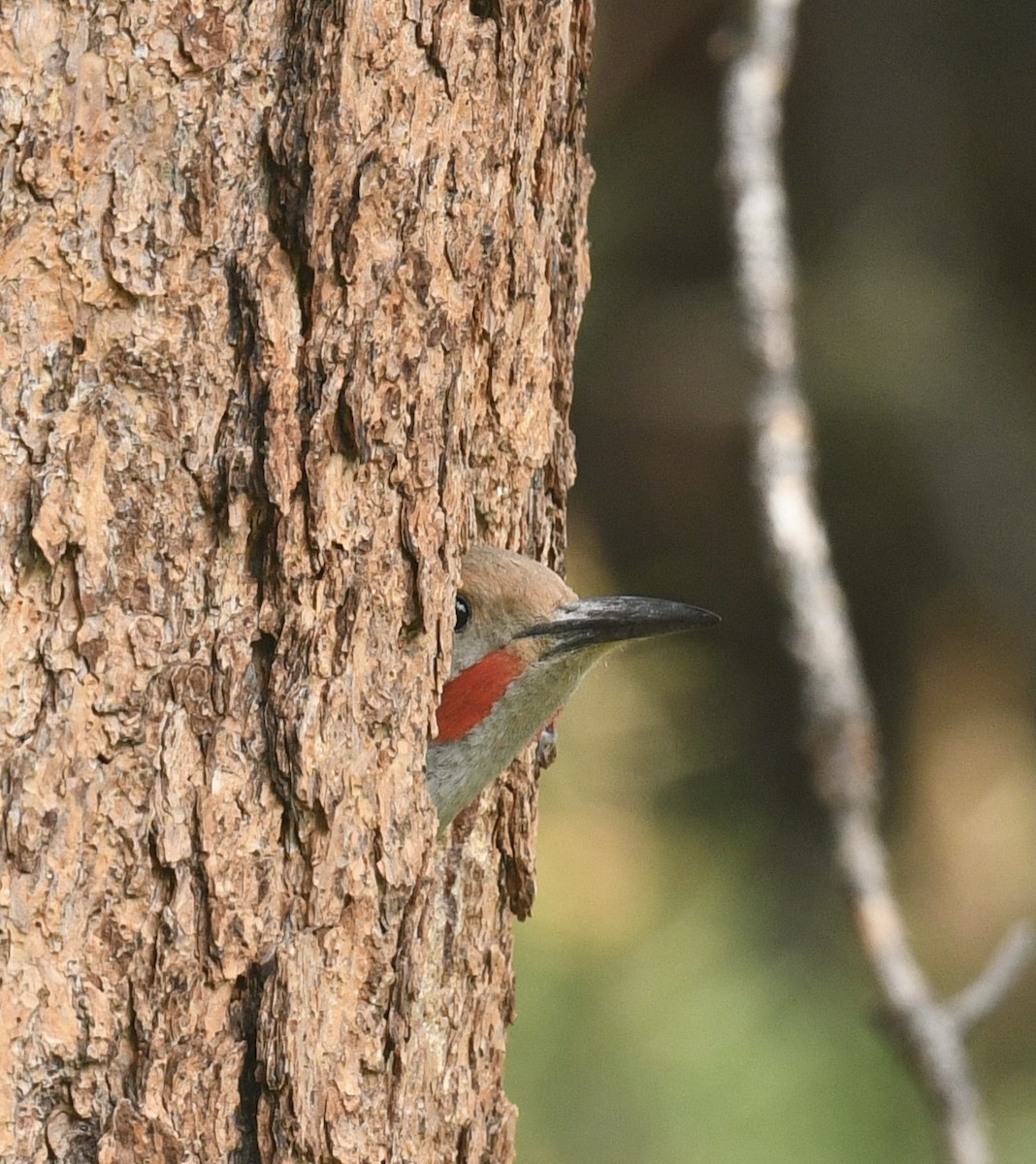 Northern Flicker - ML619912441