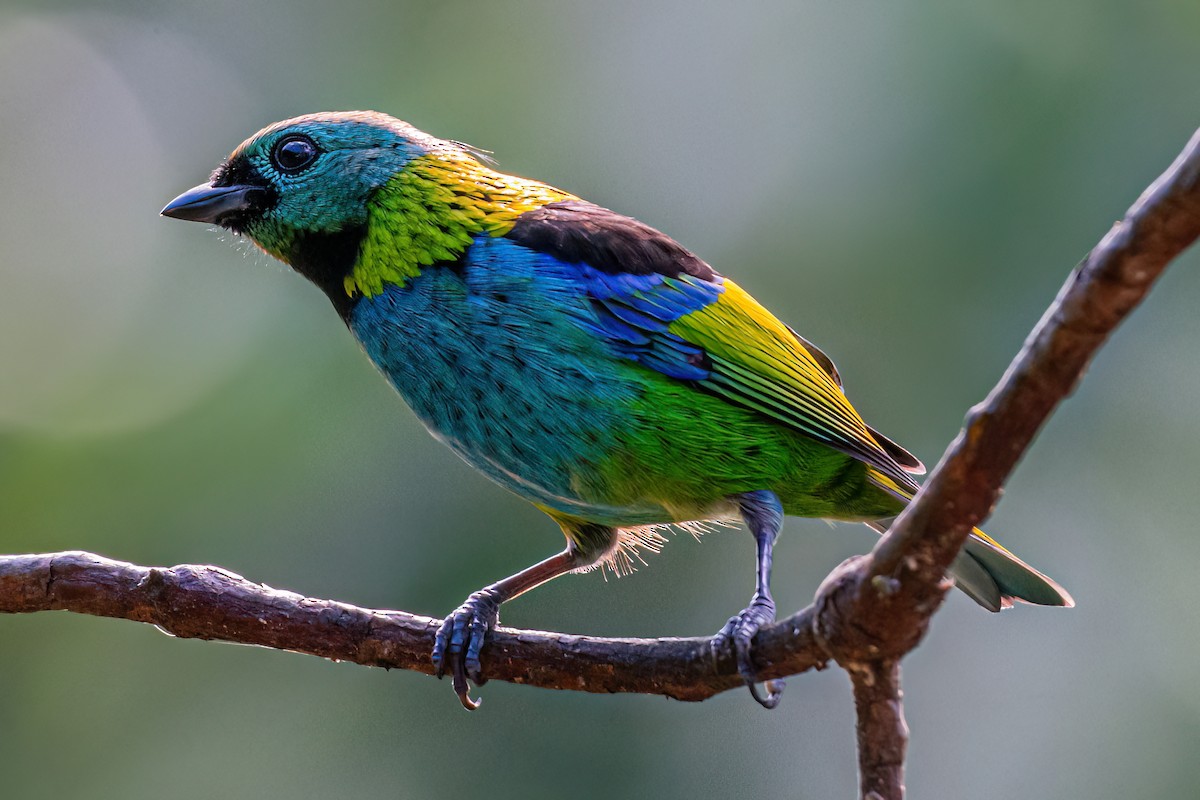 Green-headed Tanager - ML619912450