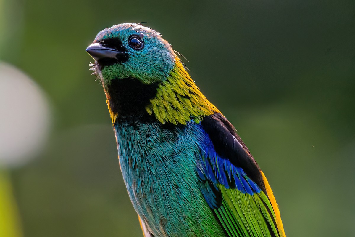 Green-headed Tanager - ML619912457