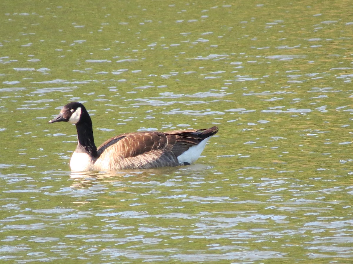 Канад галуу - ML619912461