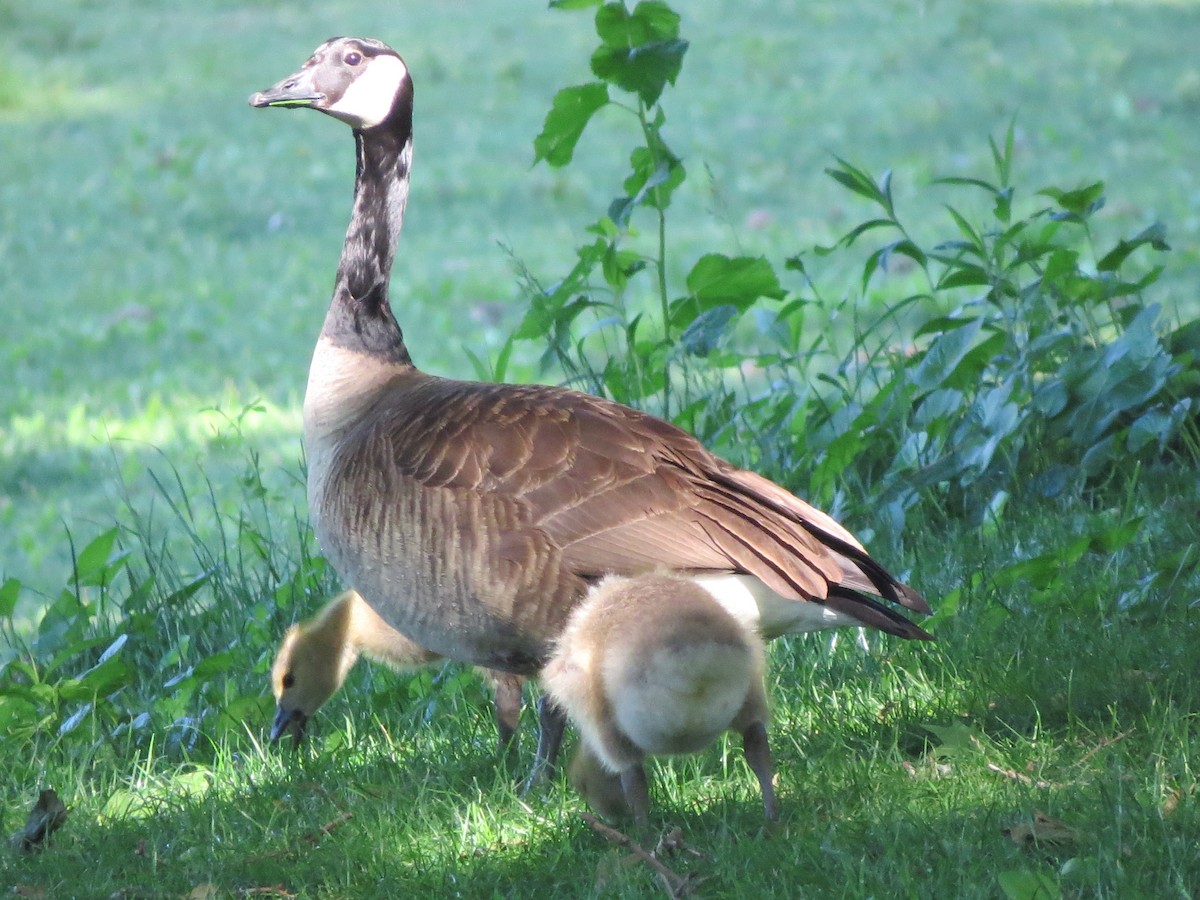 Канад галуу - ML619912462