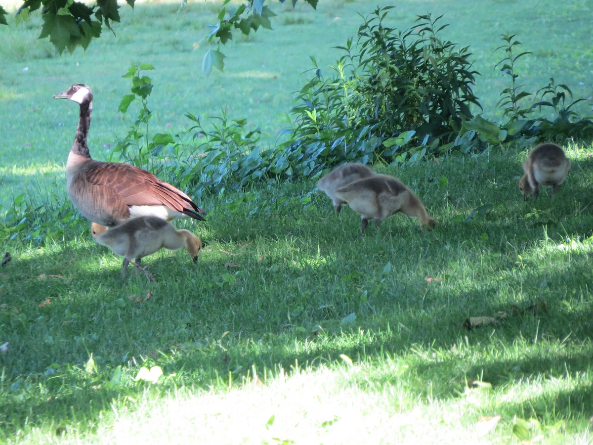 Канад галуу - ML619912463