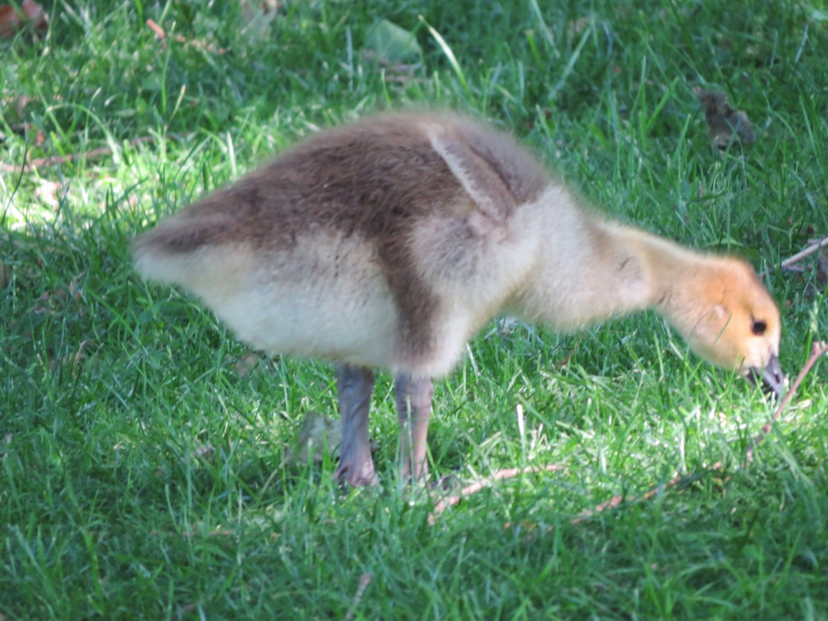 Канад галуу - ML619912464