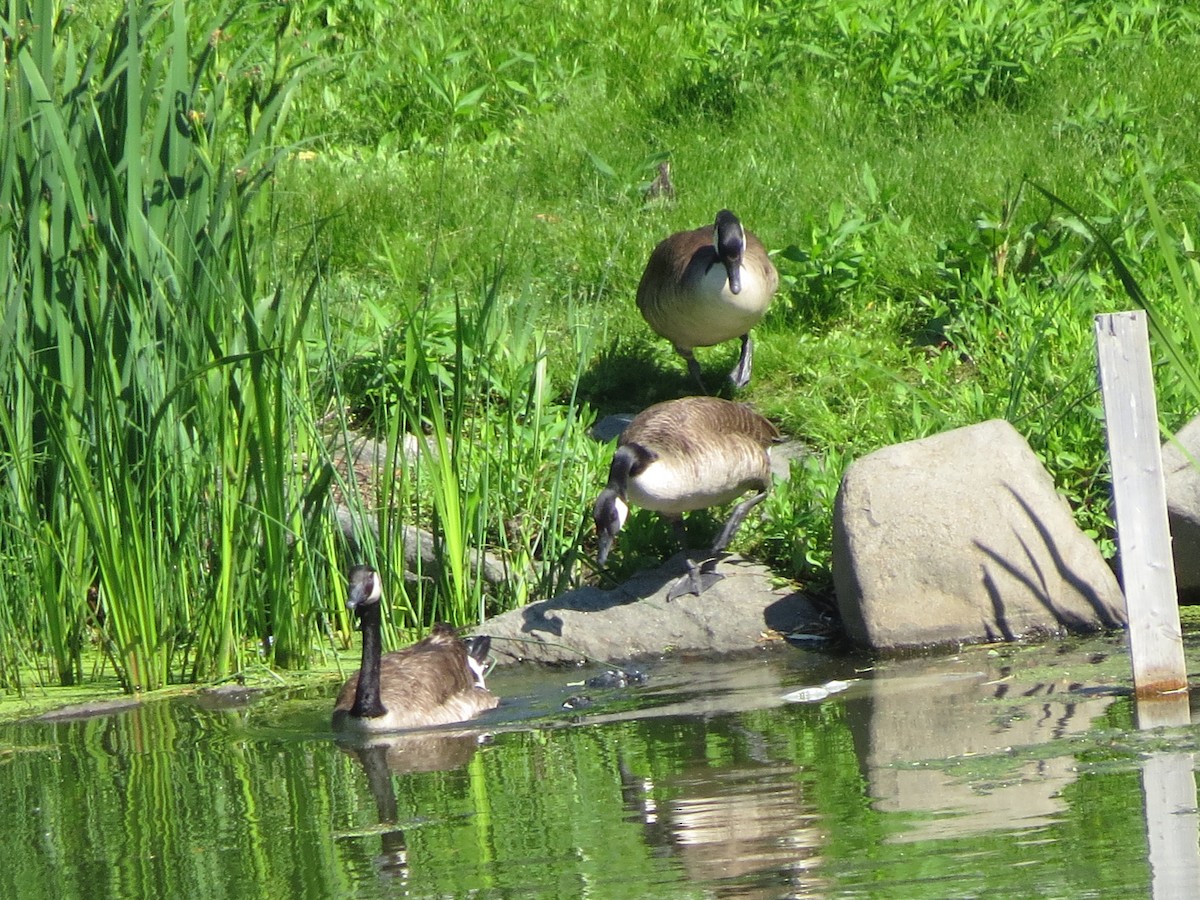 Канад галуу - ML619912465