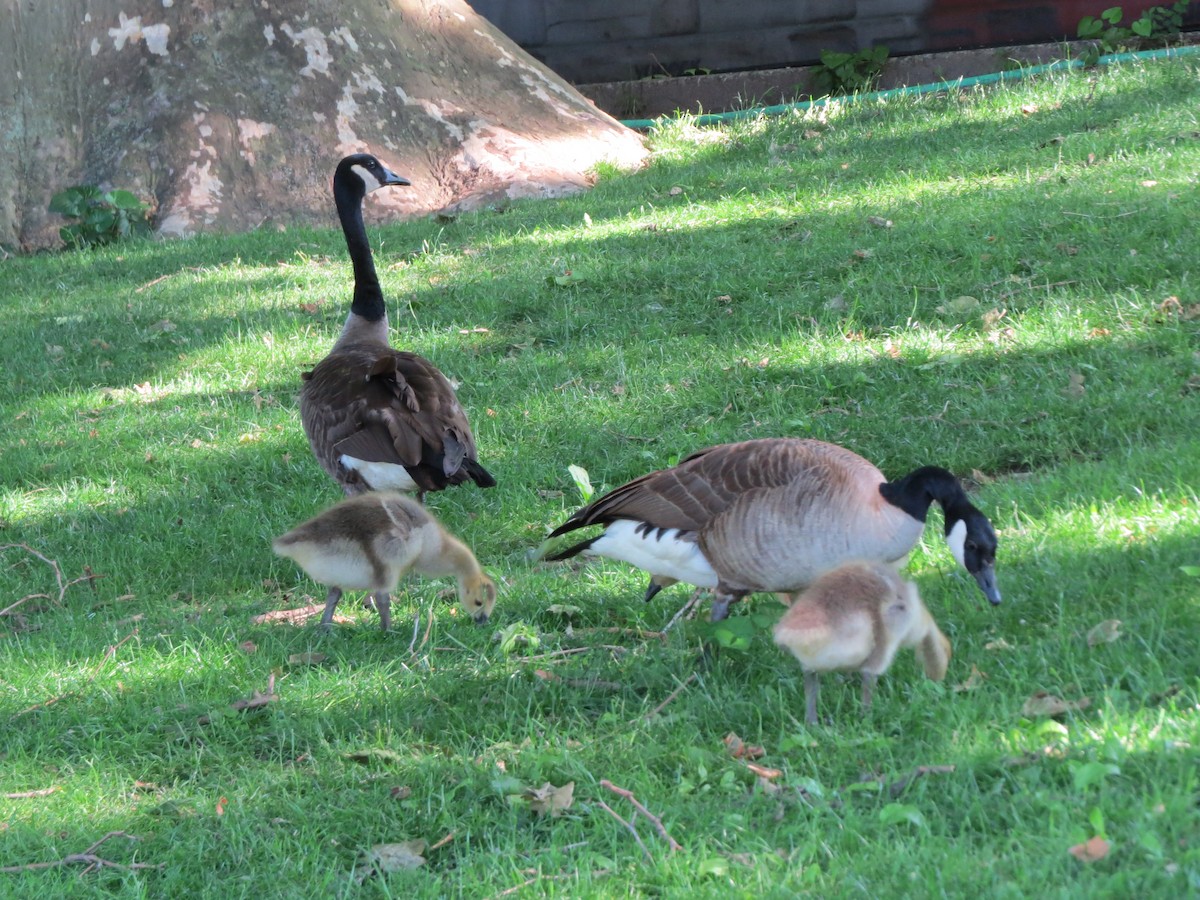 Канад галуу - ML619912466