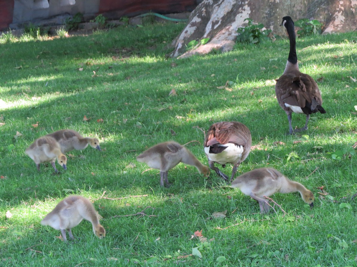 Канад галуу - ML619912467