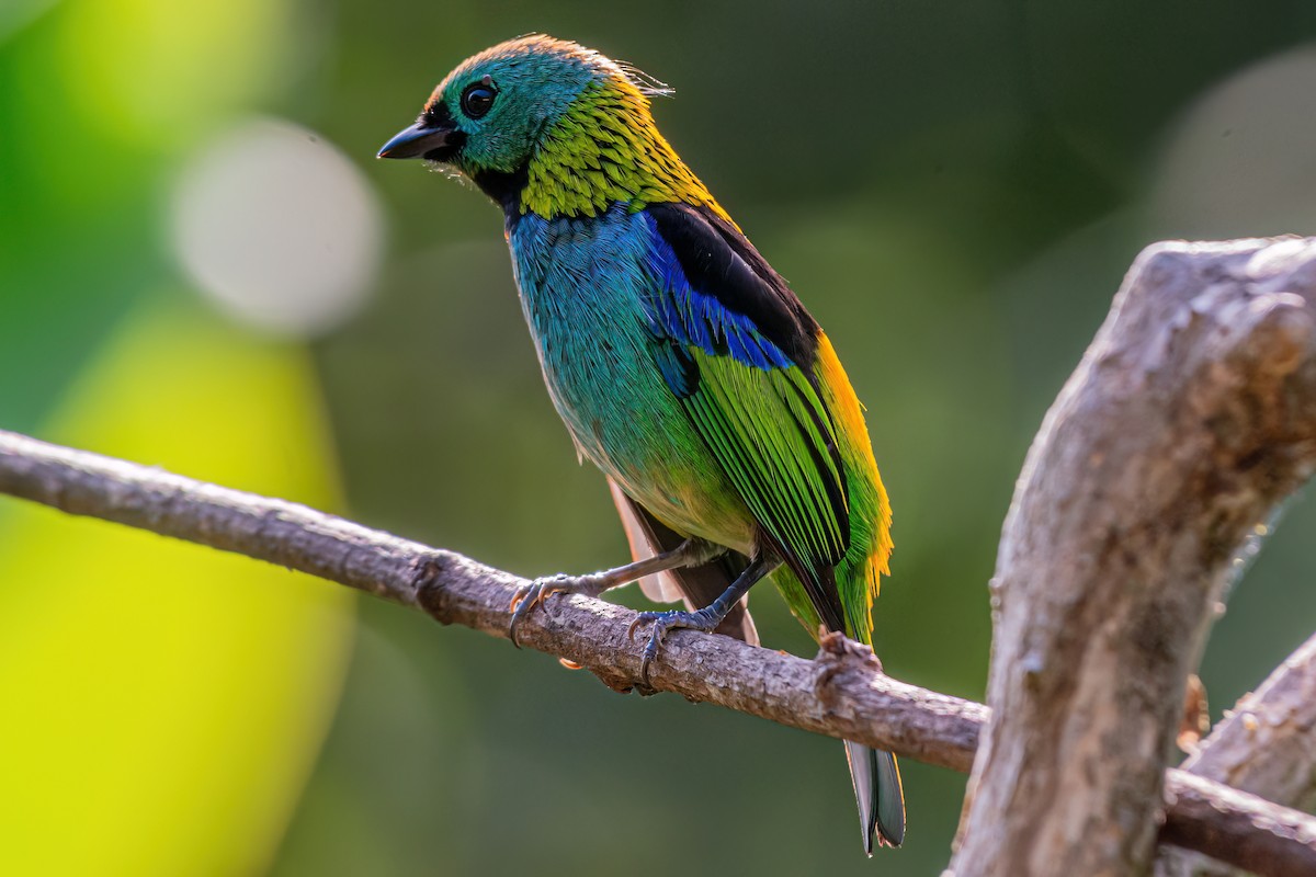Green-headed Tanager - ML619912469
