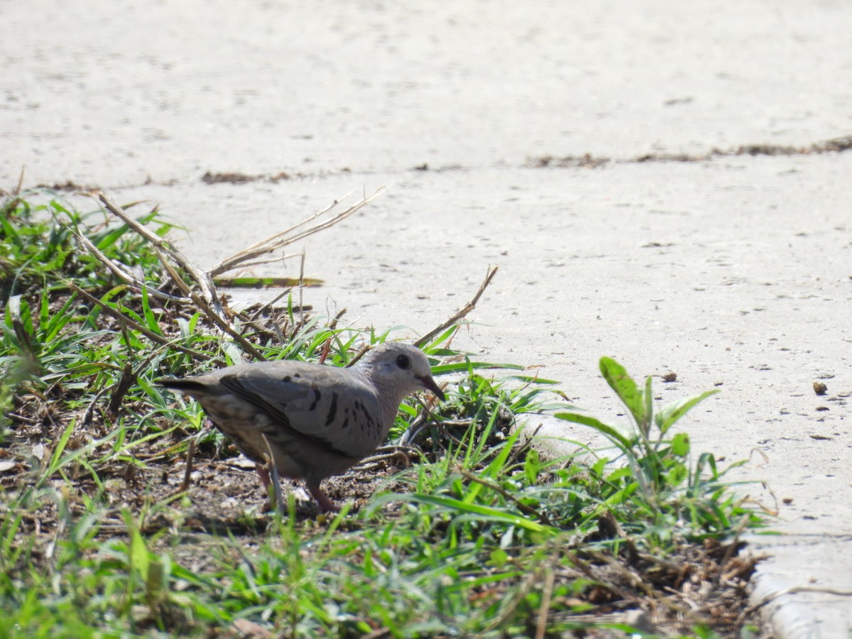 Common Ground Dove - ML619912471