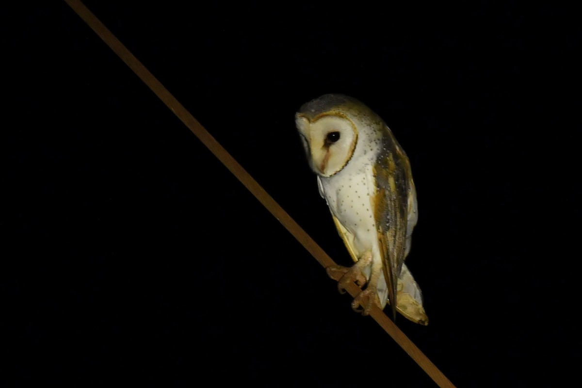 Barn Owl (Eastern) - ML619912474
