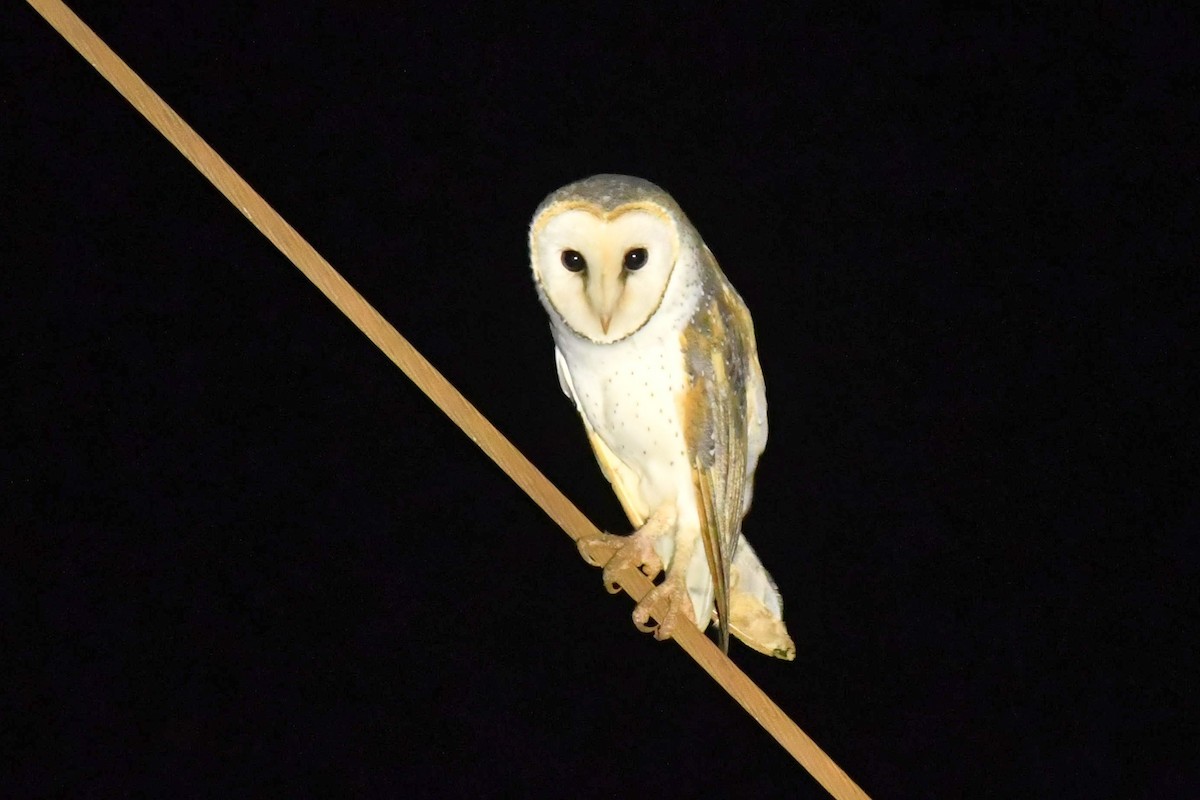 Barn Owl (Eastern) - ML619912475
