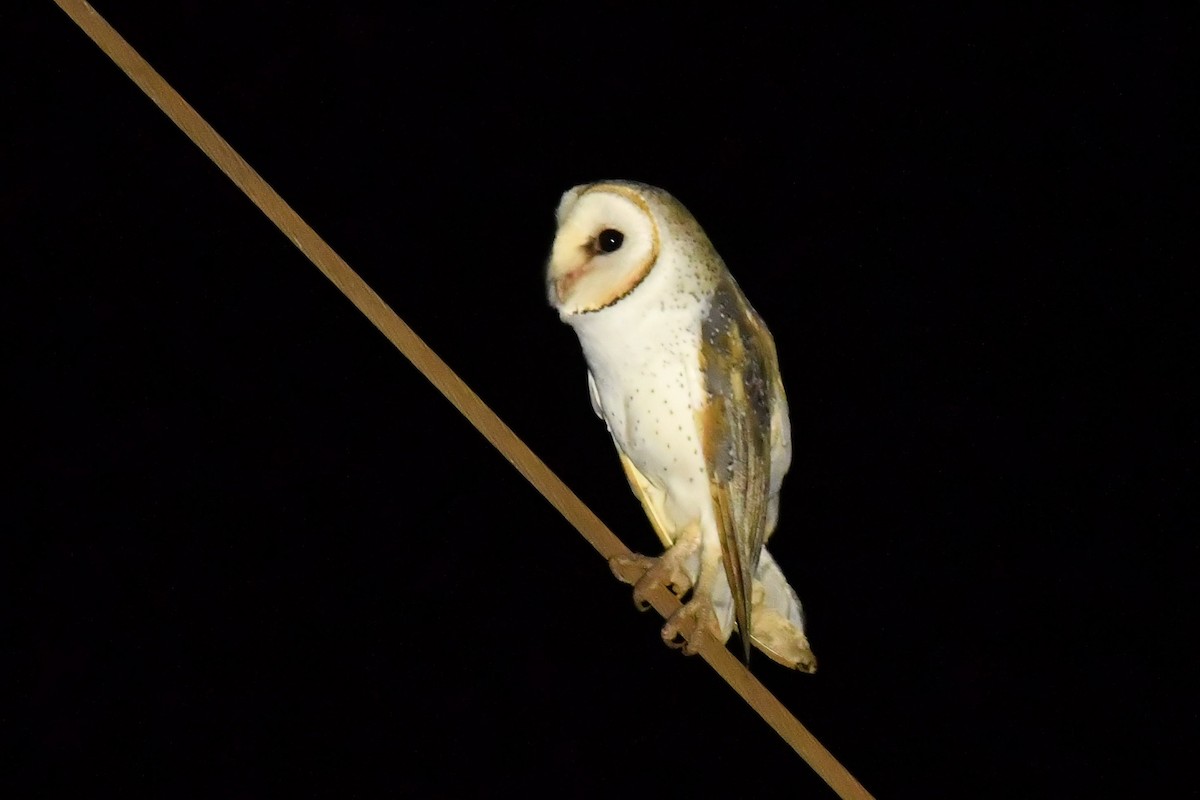 Barn Owl (Eastern) - ML619912476