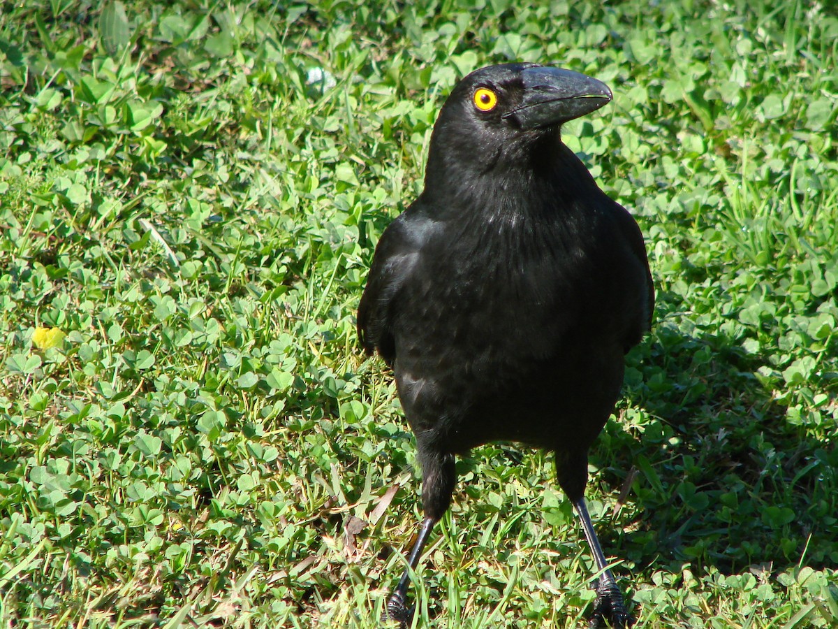 Pied Currawong - ML619912479