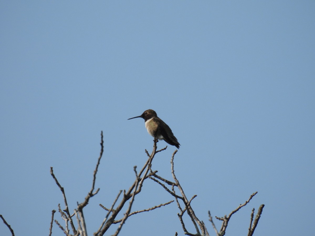 Black-chinned Hummingbird - ML619912488