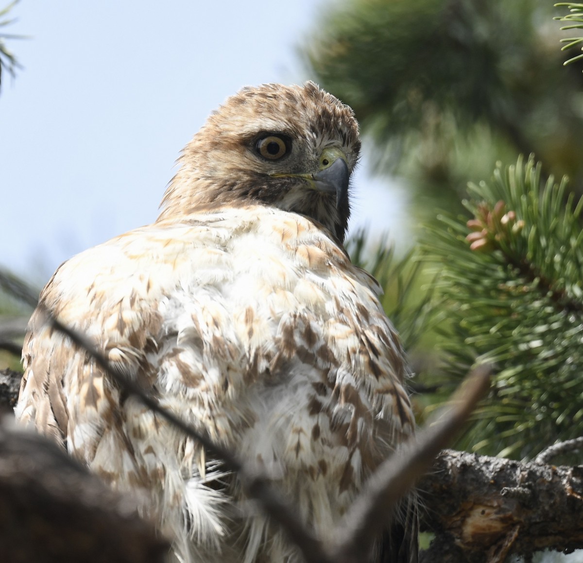 Red-tailed Hawk - ML619912493