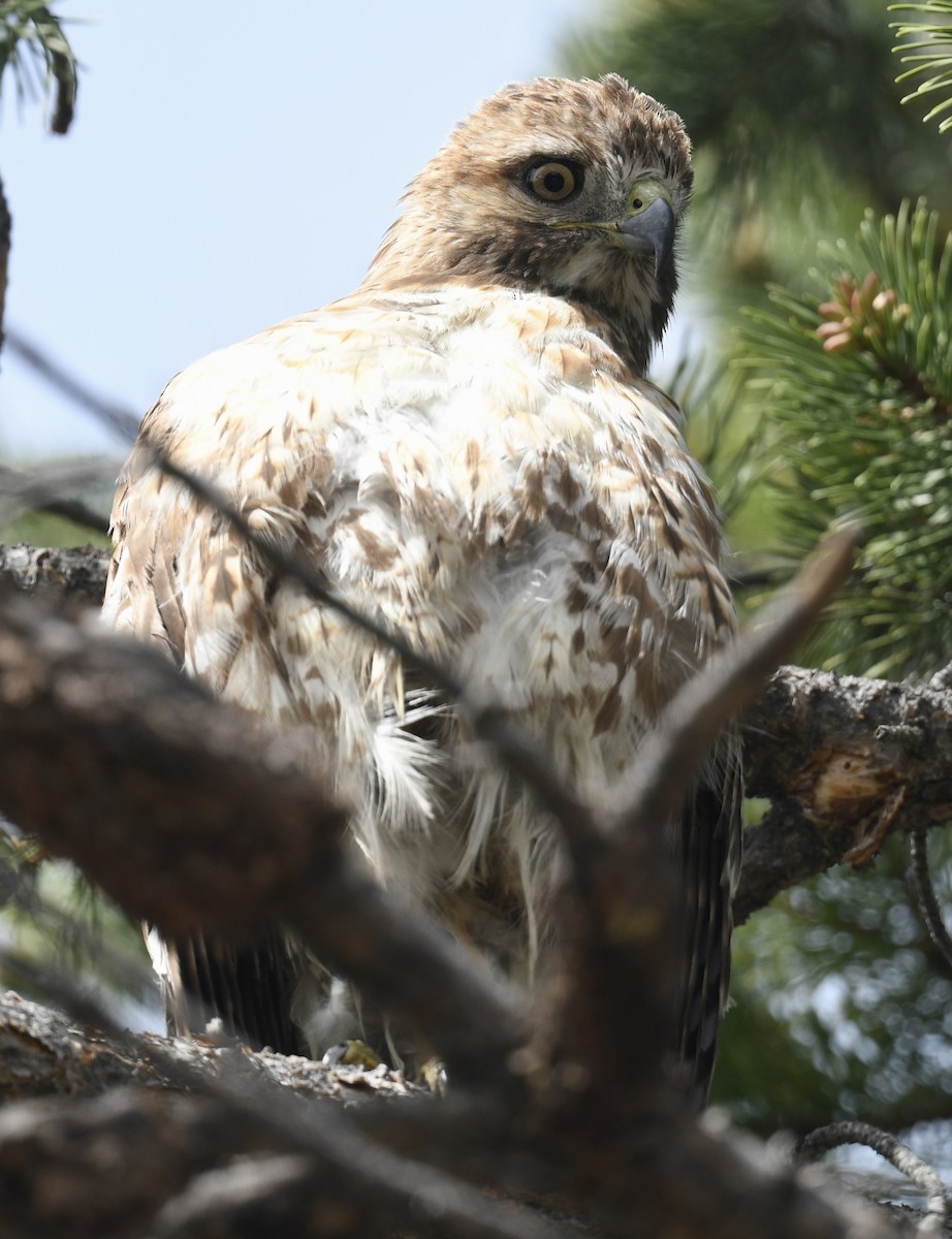 Red-tailed Hawk - ML619912494