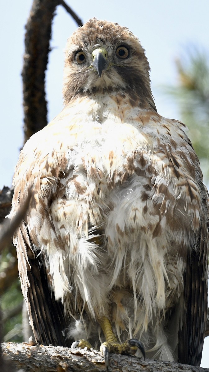 Red-tailed Hawk - ML619912495