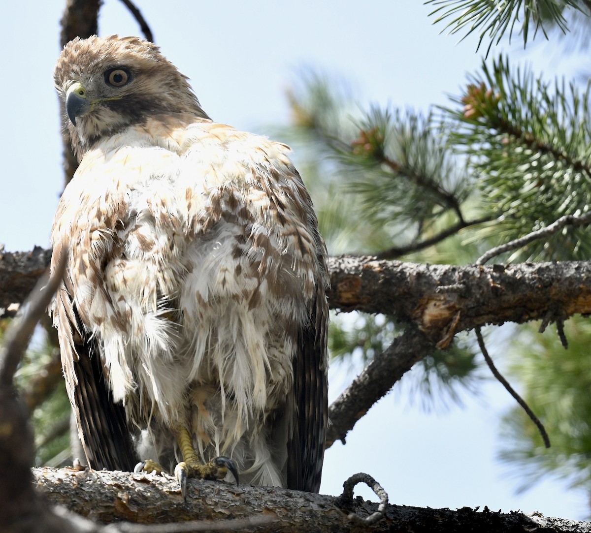 Red-tailed Hawk - ML619912496