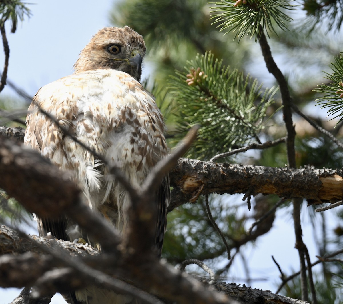 Red-tailed Hawk - ML619912497