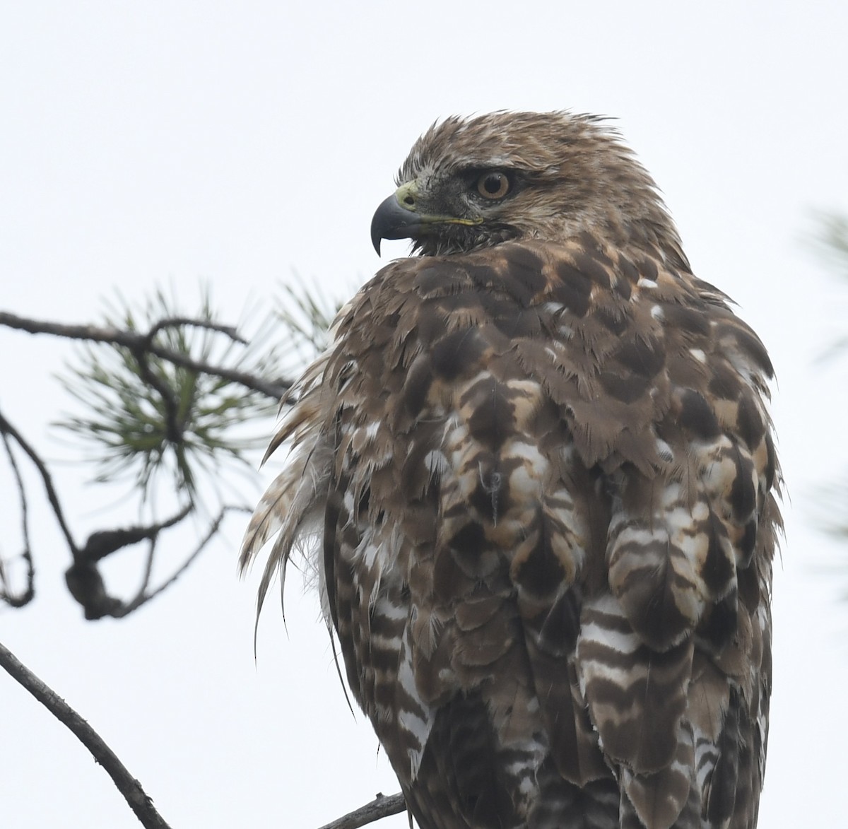 Red-tailed Hawk - ML619912500