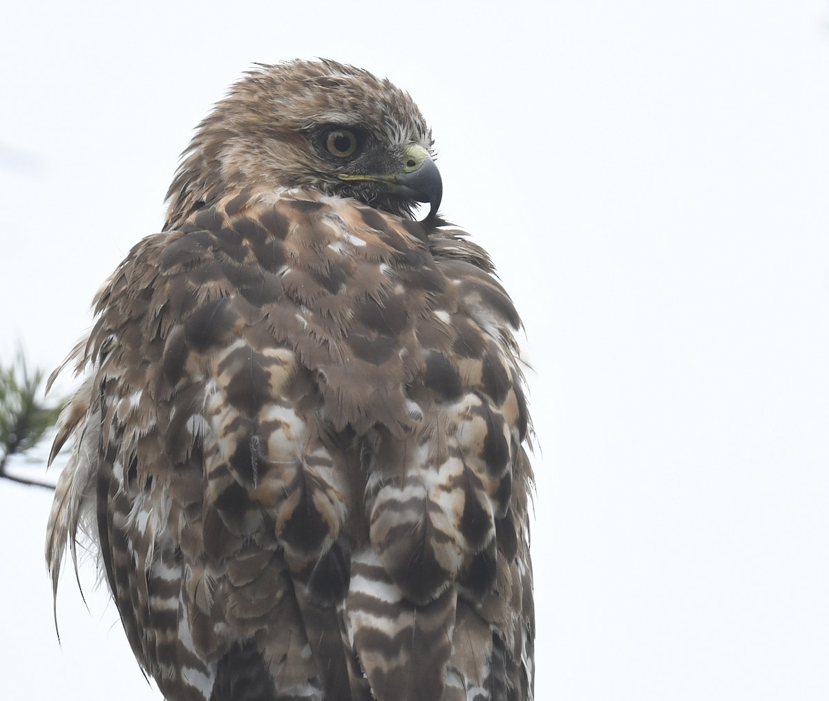 Red-tailed Hawk - ML619912501