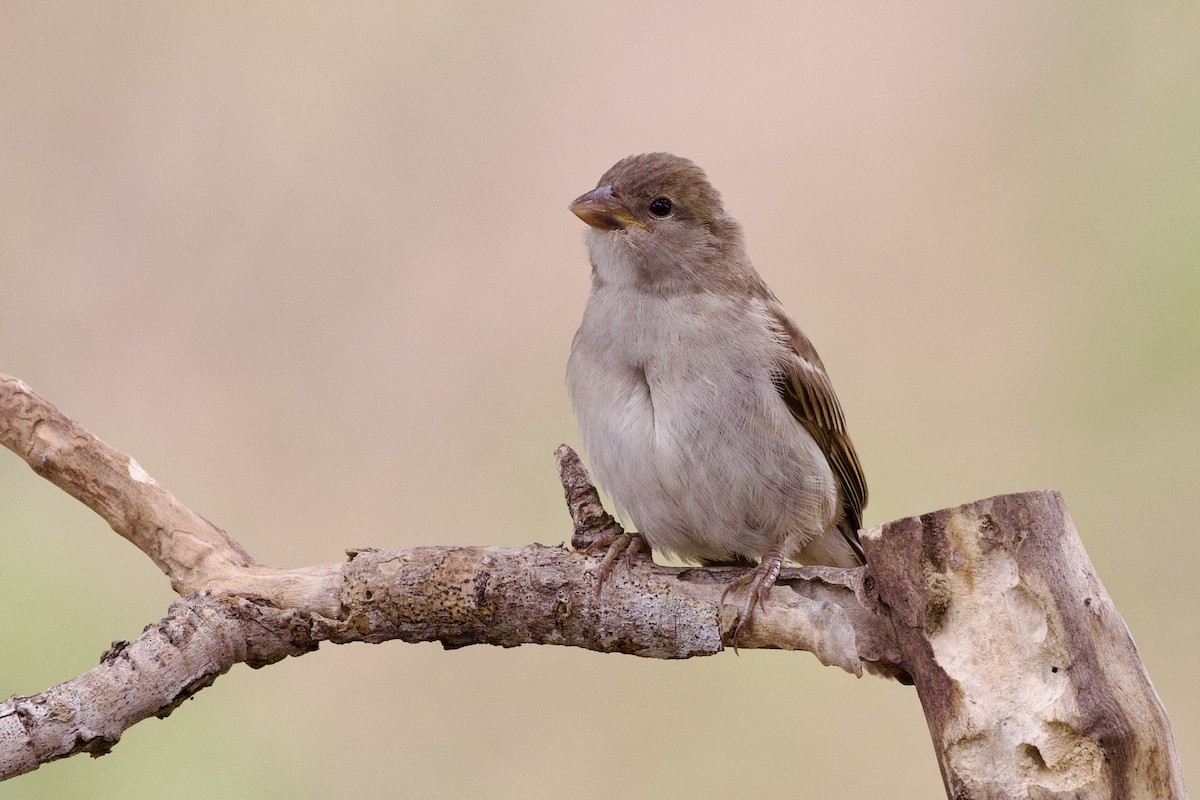 House Sparrow - ML619912521