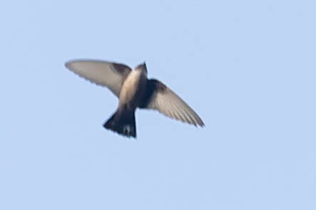 Eurasian Crag-Martin - ML619912529