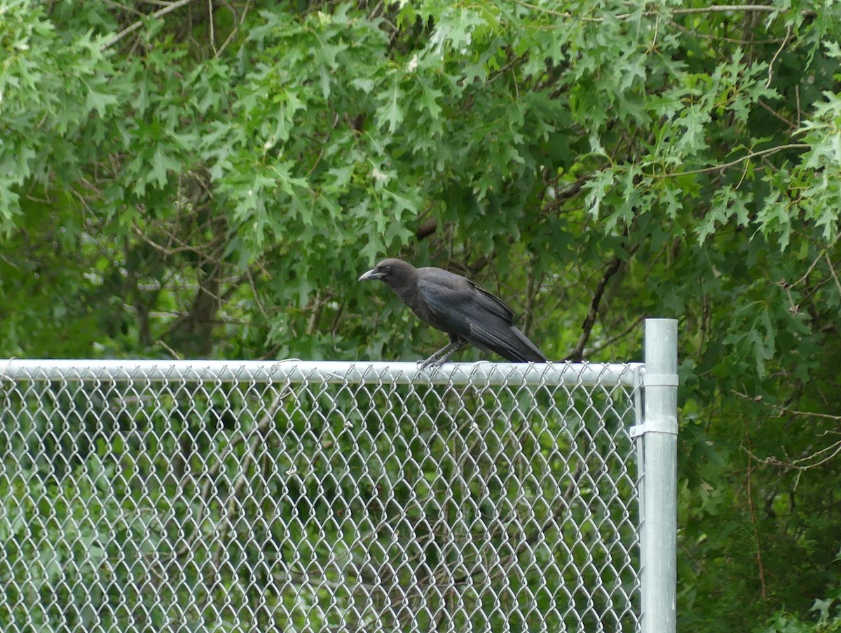 American Crow - ML619912536