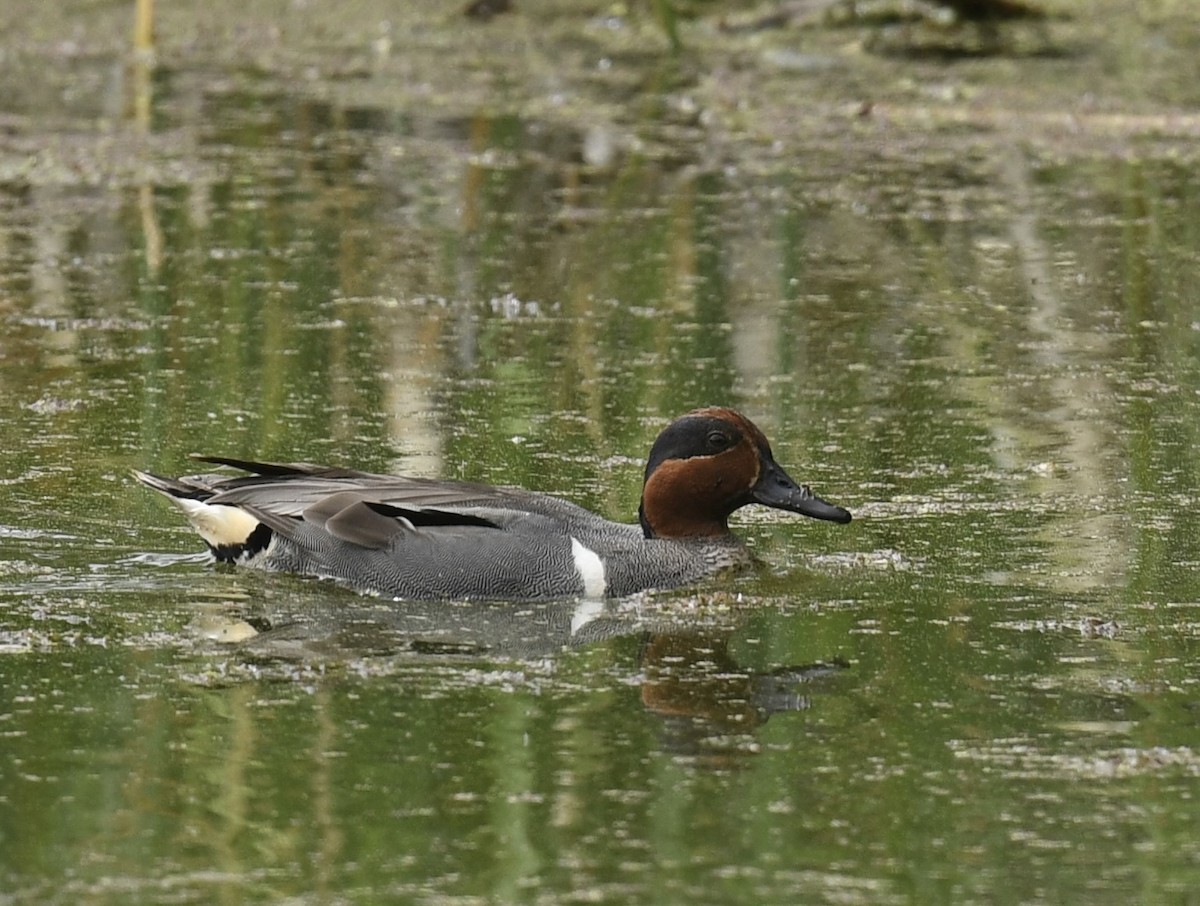 Green-winged Teal - ML619912539