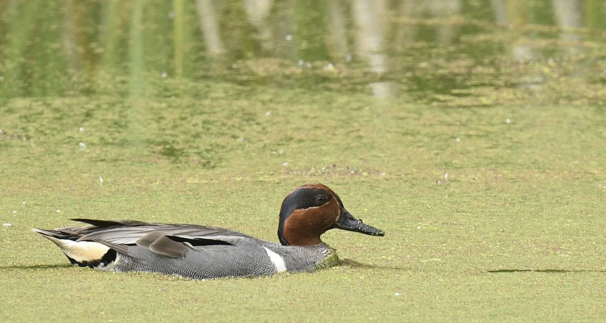 Green-winged Teal - ML619912540