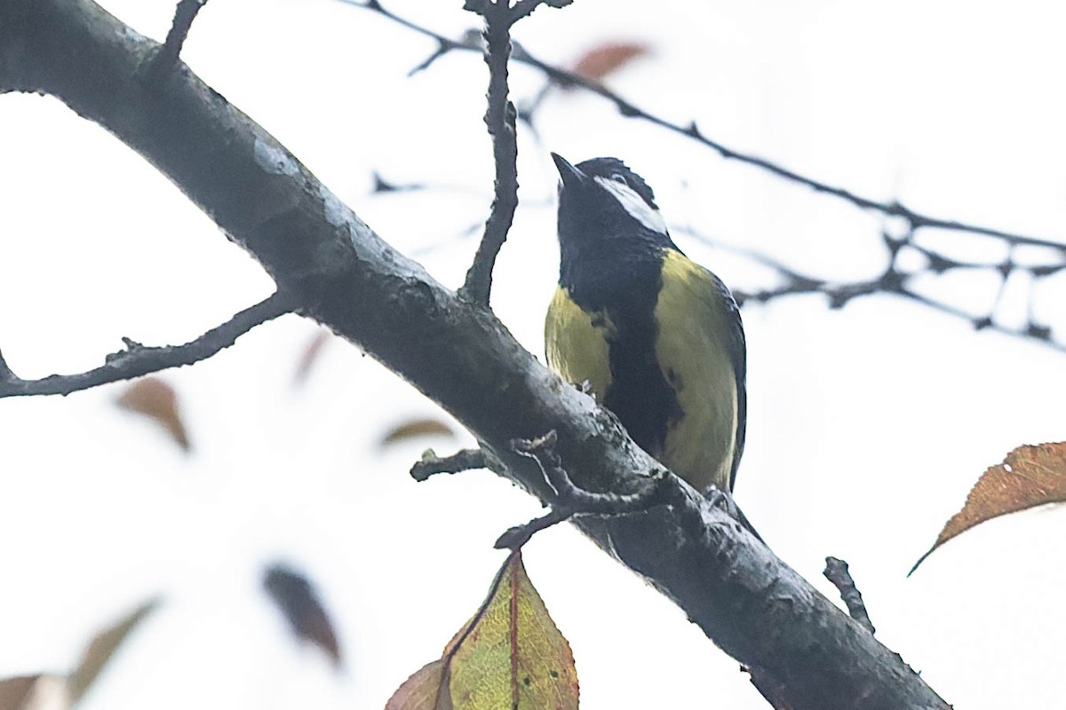 Green-backed Tit - ML619912548