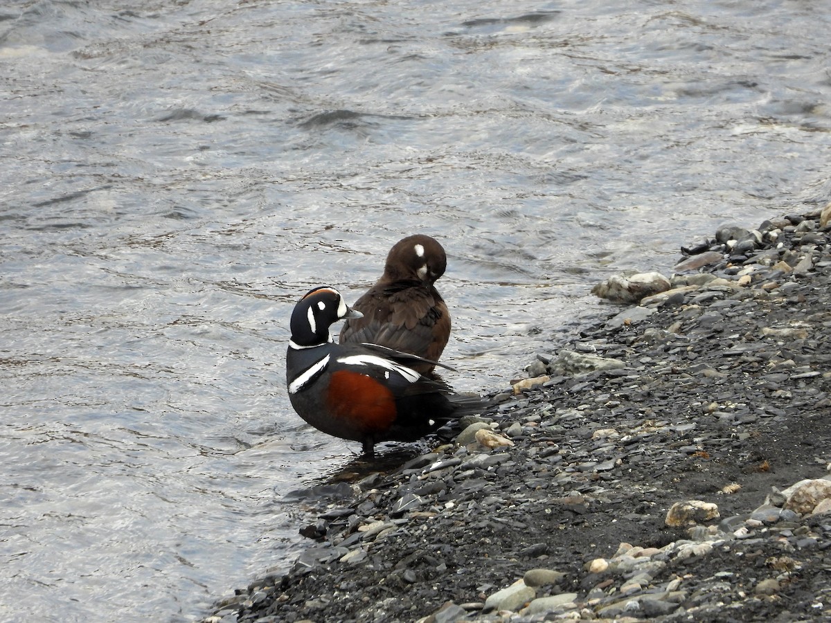 Harlequin Duck - ML619912551