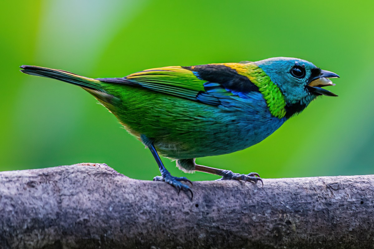 Green-headed Tanager - ML619912561