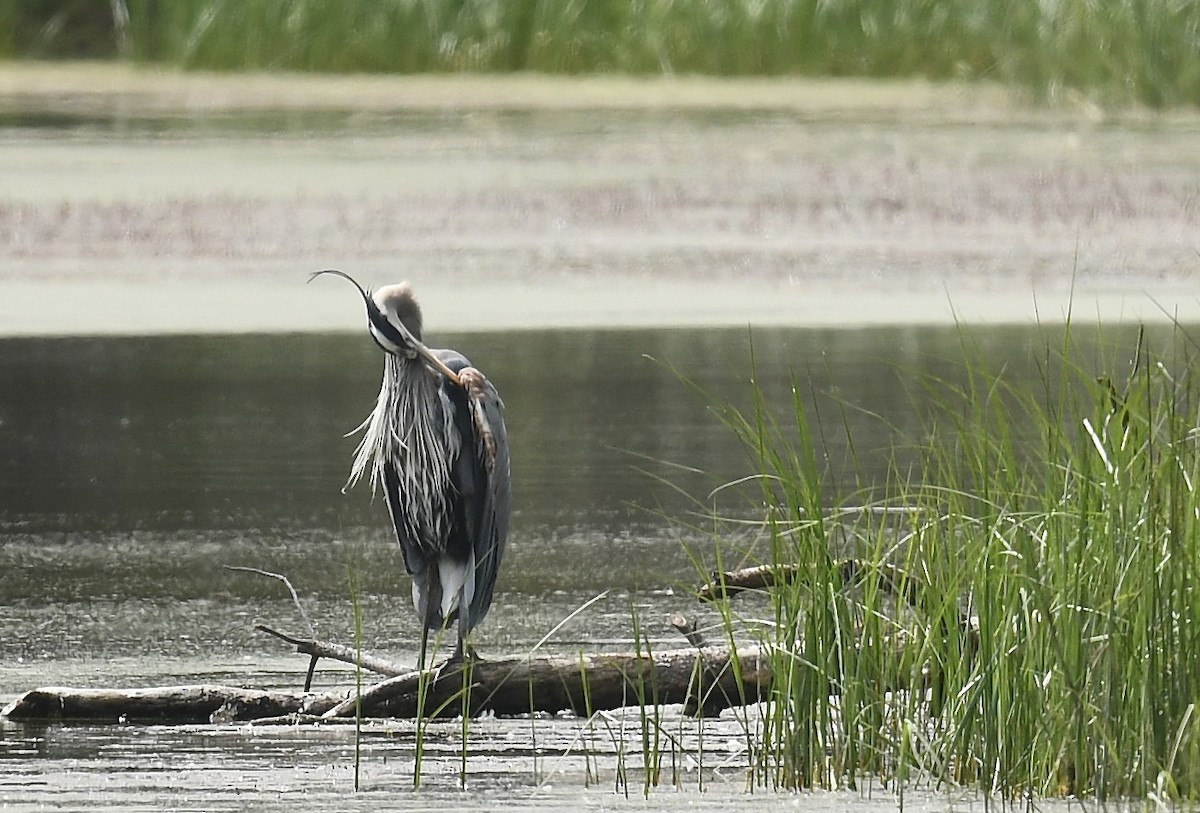 Great Blue Heron - ML619912575