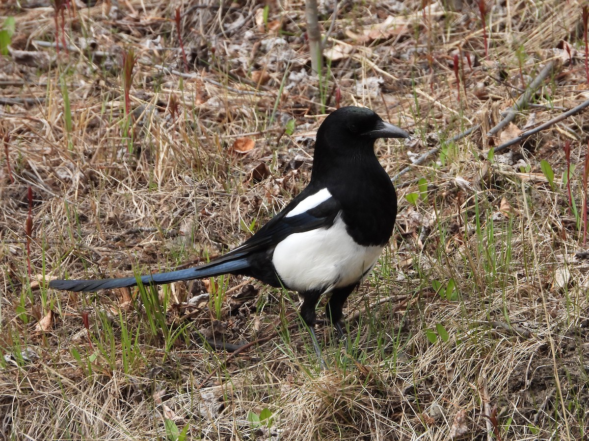 Black-billed Magpie - ML619912578