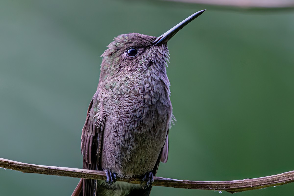 kolibřík temný - ML619912583