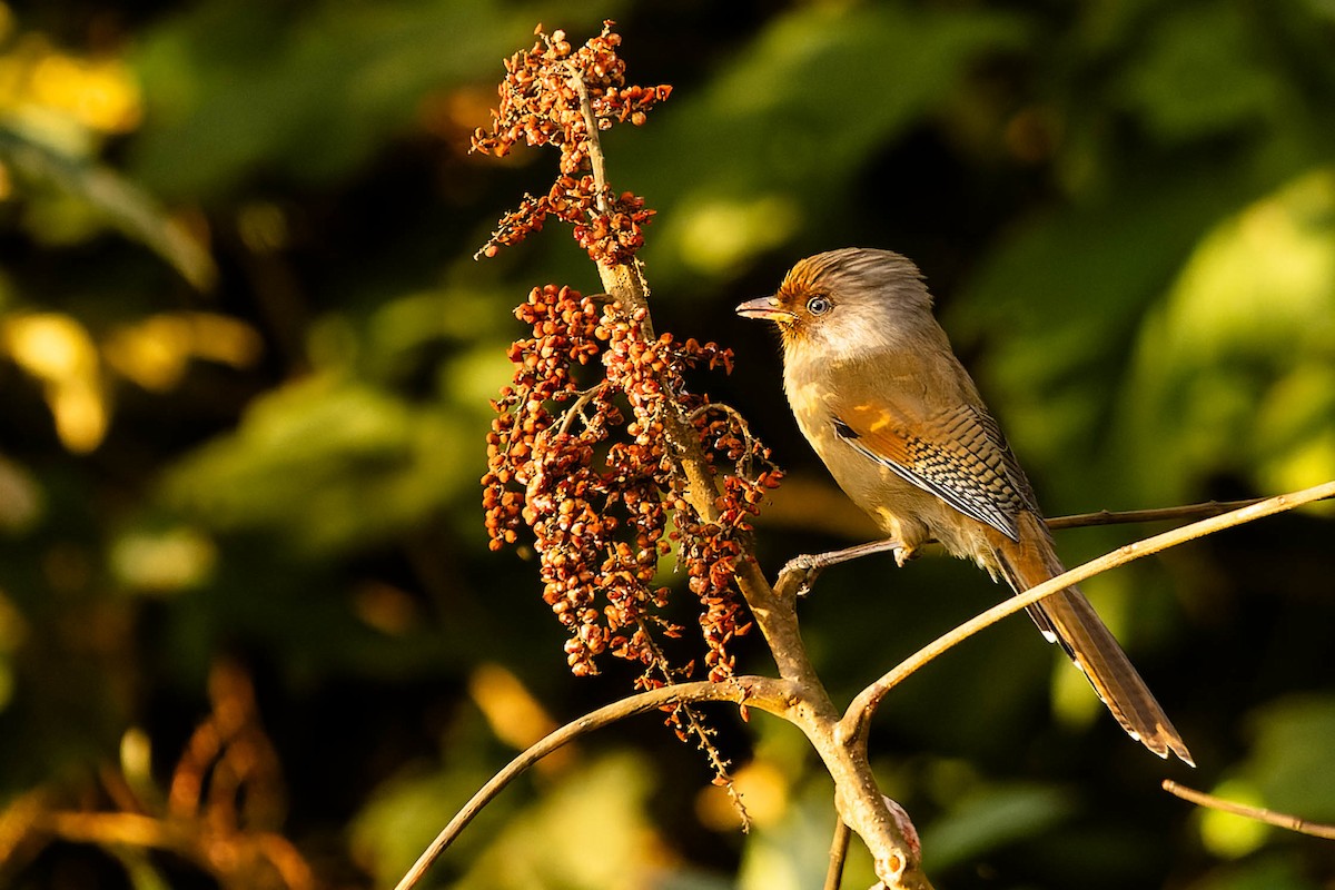 Rusty-fronted Barwing - ML619912584