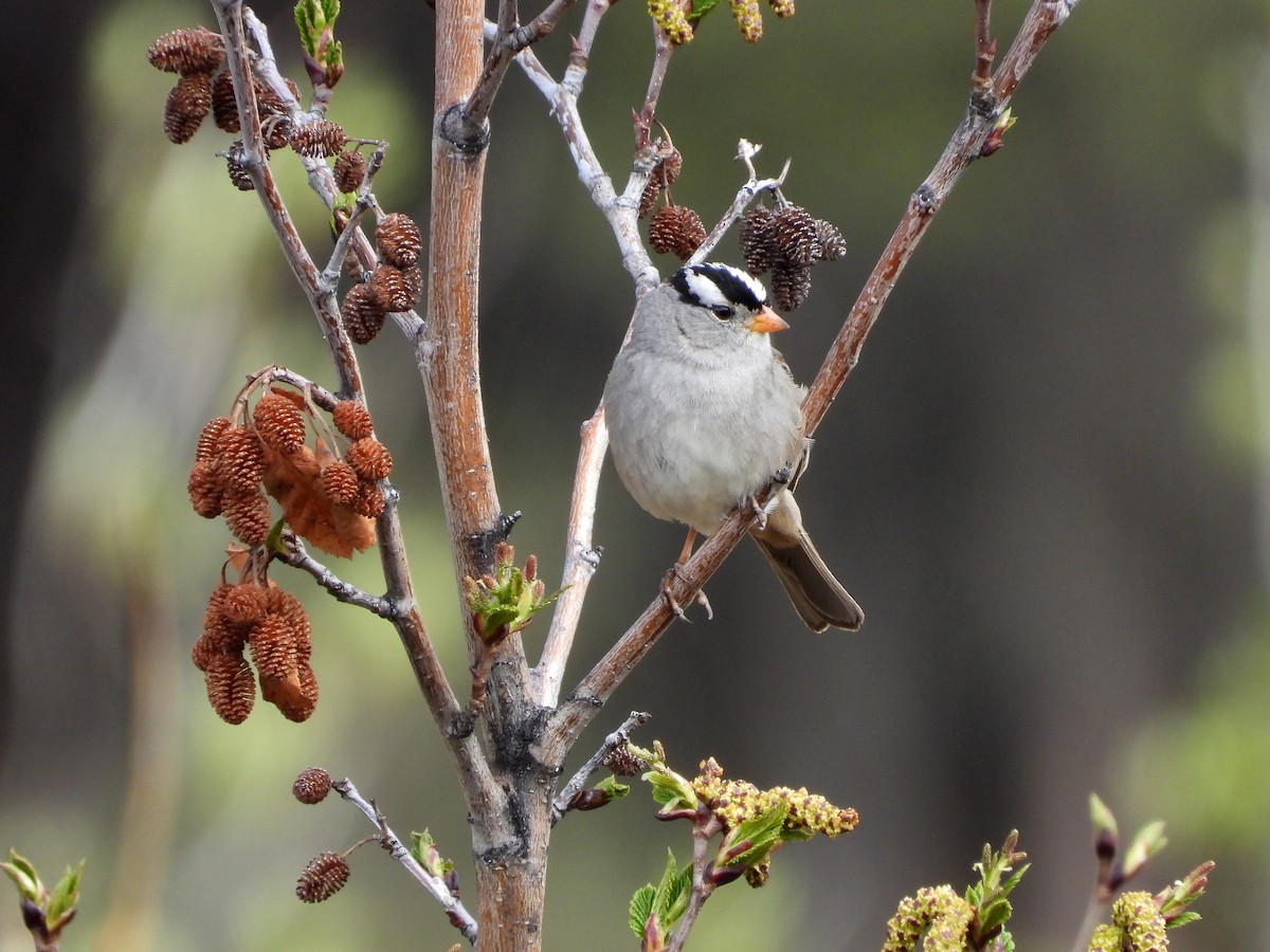 White-crowned Sparrow - ML619912586