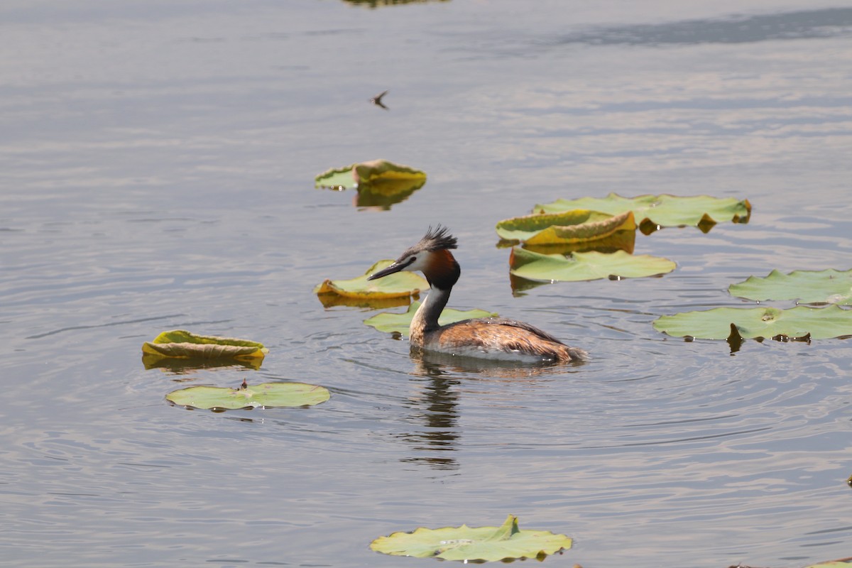 Great Crested Grebe - Herman Viviers